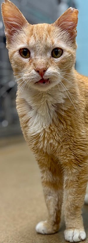 Gulf Coast Humane Society