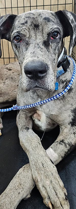 Save Lives With Spay & Neuter