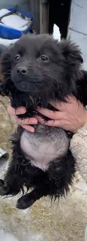 Help Evacuate Pets Near Frontlines in Ukraine