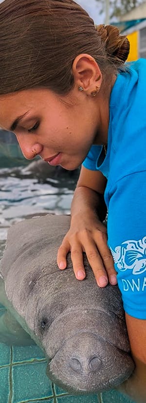 Caribbean Manatee Conservation Center