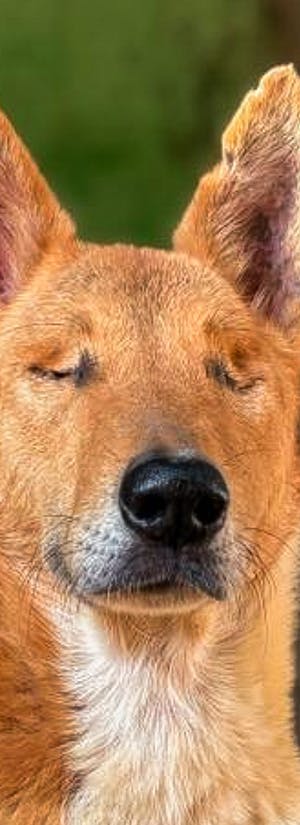 Help Faith Brutally Attacked by Thieves