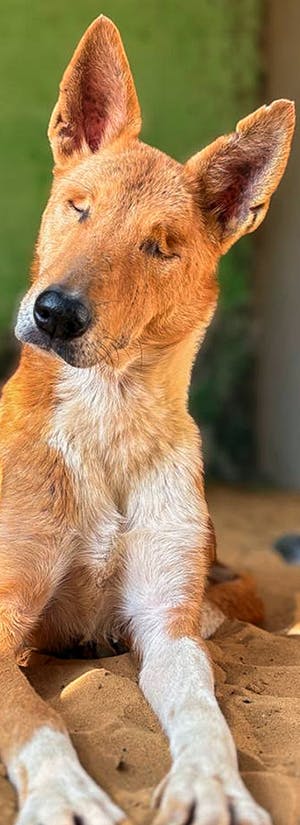 Help Faith Brutally Attacked by Thieves