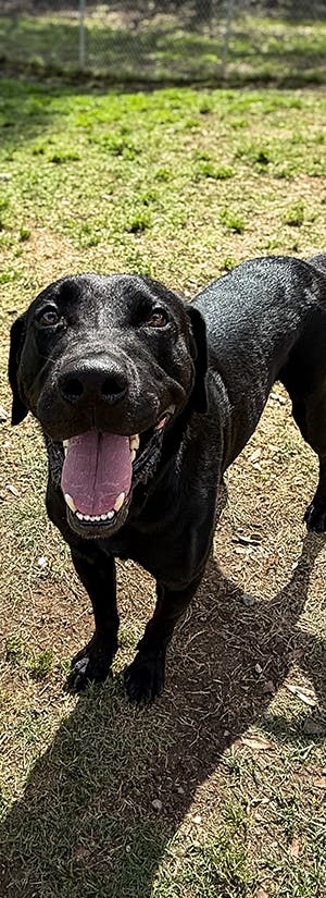 Fly Shelter Pets to Freedom