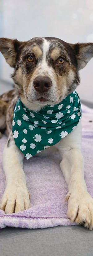 Fly Shelter Pets to Freedom