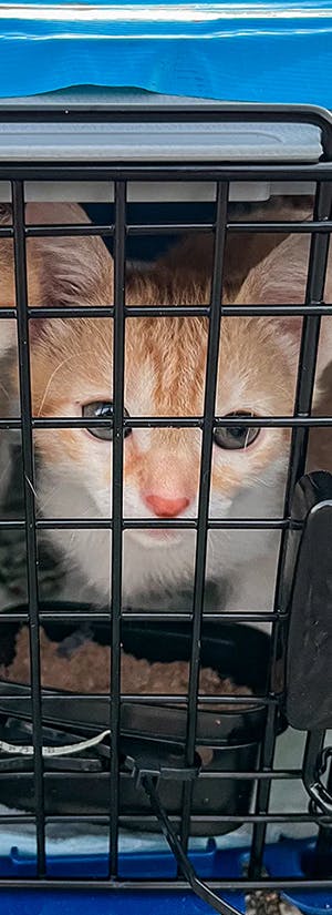 Greater Good Charities