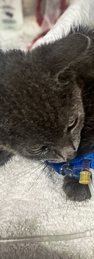 Help Kitten Attacked by Animal Heal