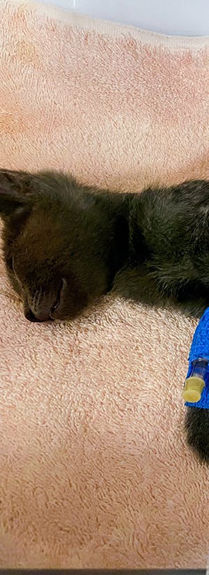 Help Kitten Attacked by Animal Heal