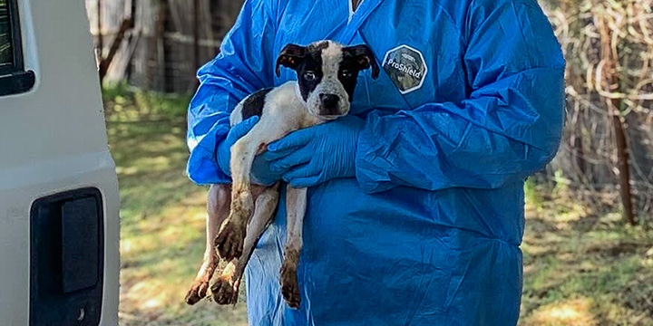 Over 300 Animals Rescued from Deplorable Conditions Need Medical Care