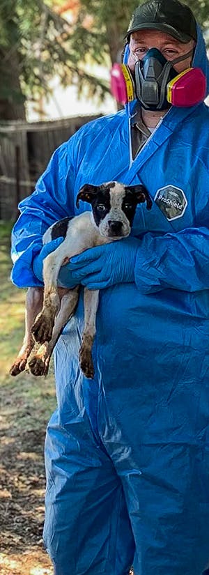 Over 300 Animals Rescued from Deplorable Conditions Need Medical Care