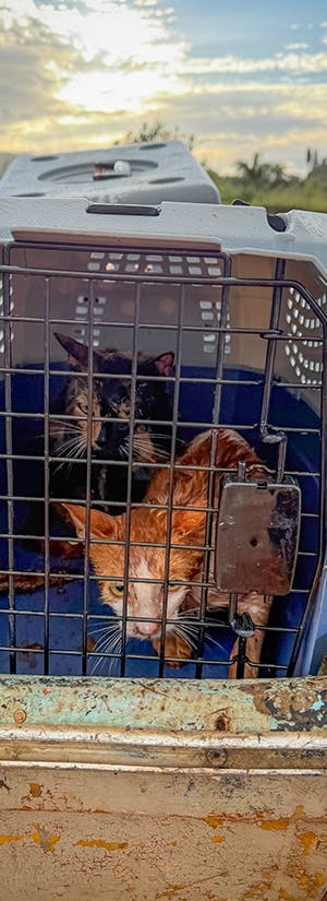 Hawaiian Humane Society