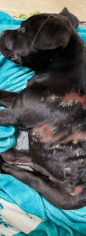 NYC Second Chance Rescue