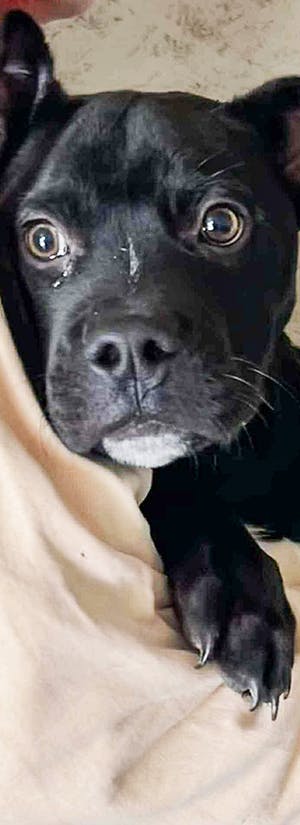 NYC Second Chance Rescue