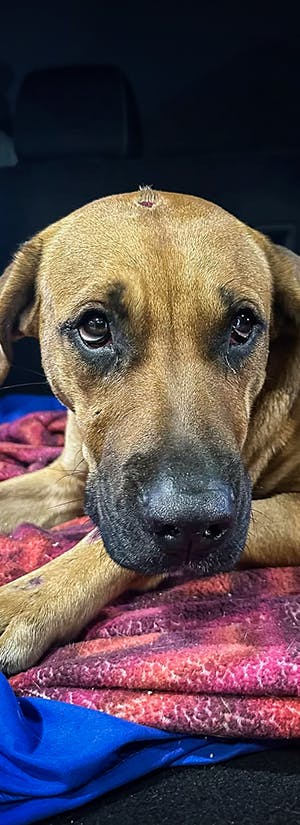 Everglades Angels Dog Rescue