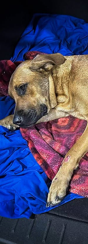 Everglades Angels Dog Rescue