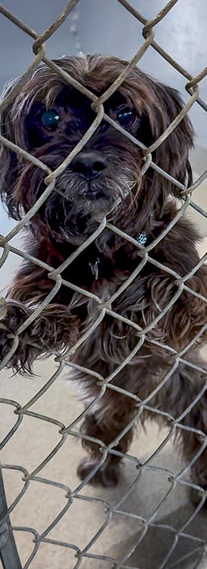 Humane Society of South Coastal Georgia