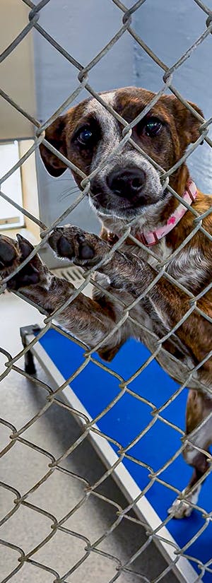 Humane Society of South Coastal Georgia