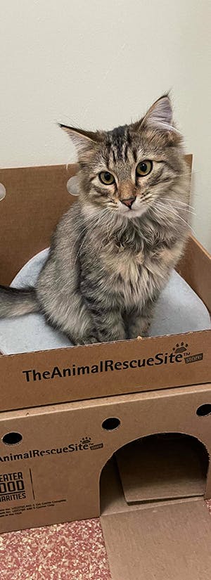 Castles for Shelter Cats