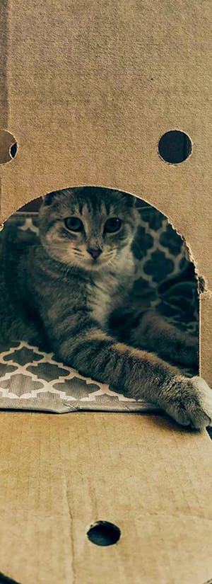 Castles for Shelter Cats