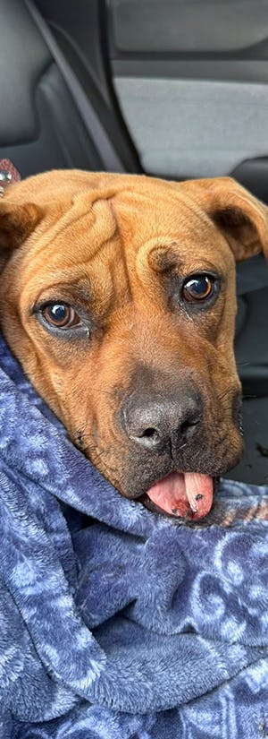 Humane Society of Hobart