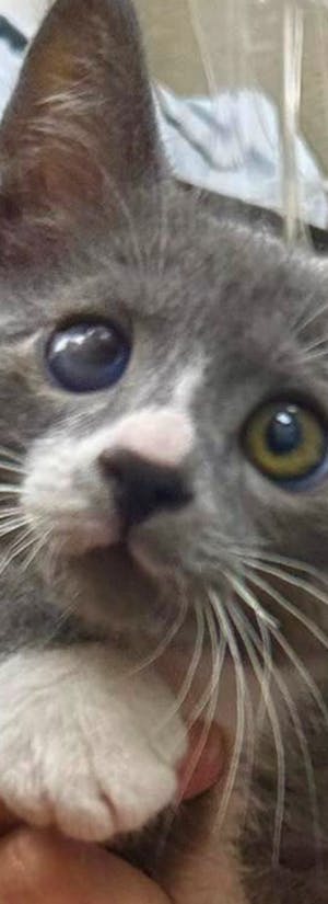 Foster Animal Rescue
