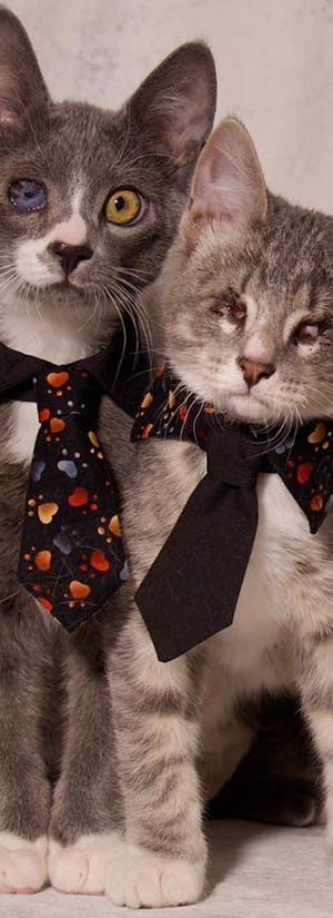Foster Animal Rescue