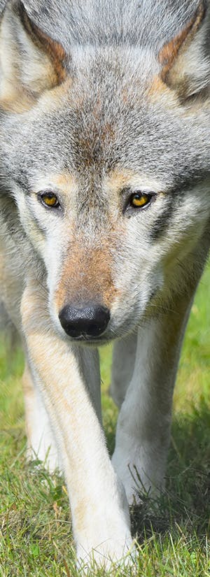 Help Gray Wolf Billie Get New Companion