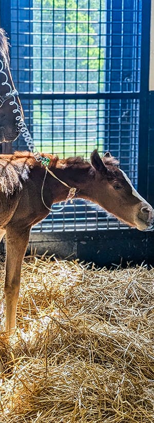 Heart of Phoenix Equine Rescue