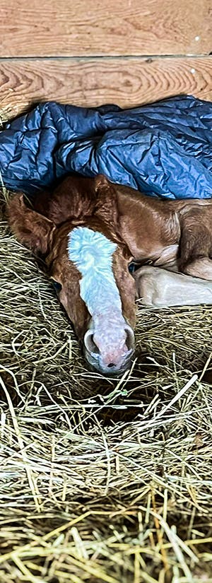 Heart of Phoenix Equine Rescue
