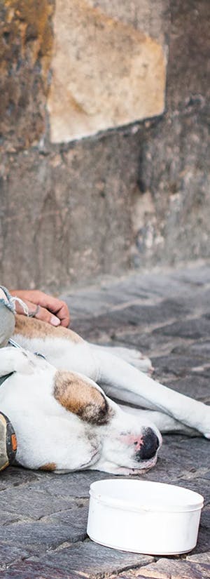 Protect Pets of the Homeless from Extreme Heat