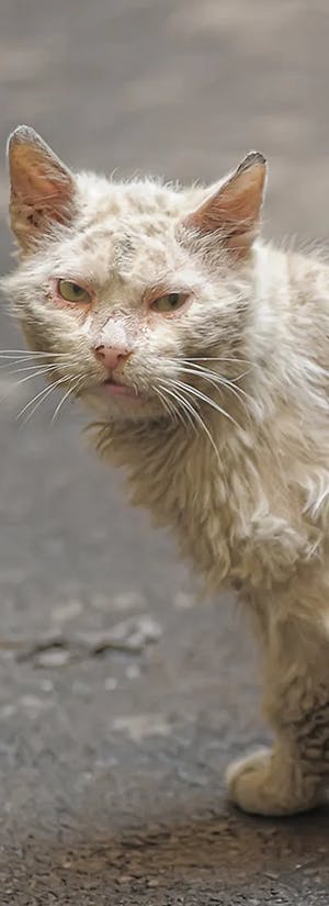 Protect Pets of the Homeless from Extreme Heat