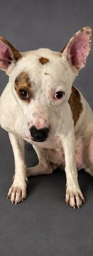 Fly Shelter Pets to Freedom