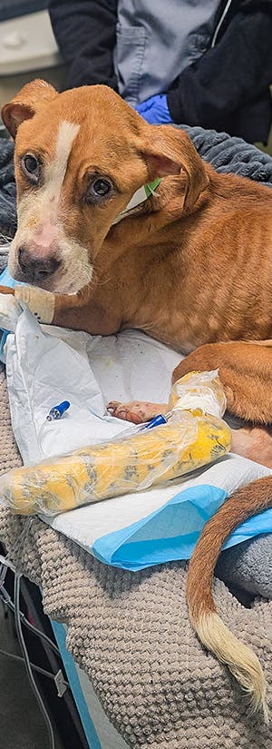 Feed Hungry Shelter Pets