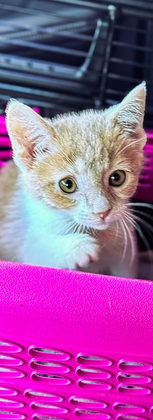 Feed Hungry Shelter Pets