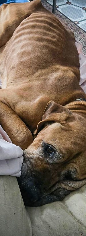 Help Starved Senior Dog Wally Heal 