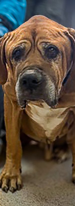 Help Starved Senior Dog Wally Heal 