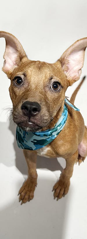 Help Clear Overcrowded Shelters by Flying Pets to Freedom