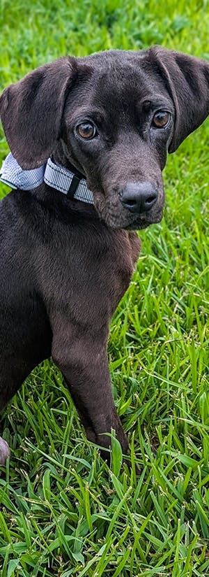 Help Clear Overcrowded Shelters by Flying Pets to Freedom