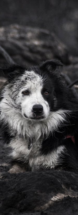 Devastating Wildfires in Spokane Displacing People & Pets