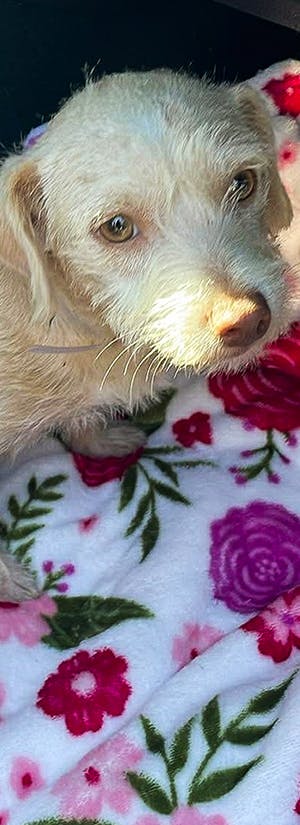 Help Casper Walk Again