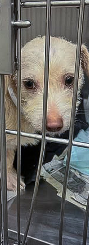 Help Casper Walk Again