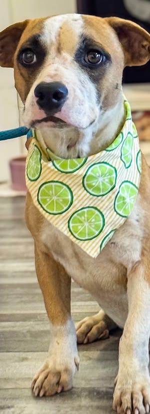 Fly Shelter Pets to Freedom