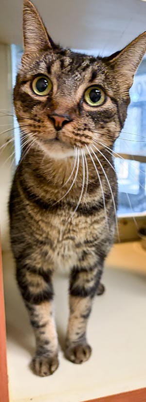 Fly Shelter Pets to Freedom