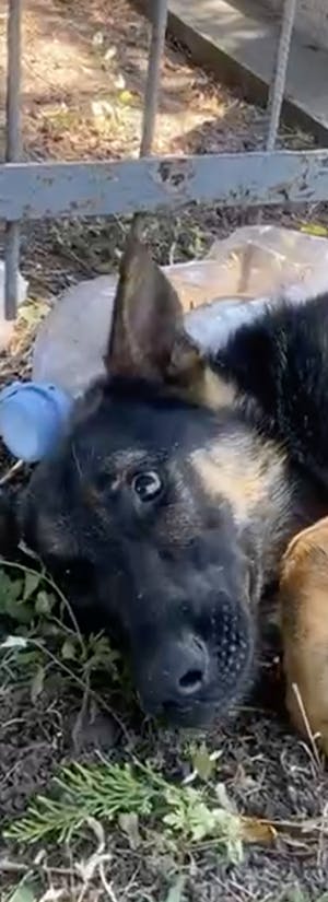 Help Save Sick German Shepherd 