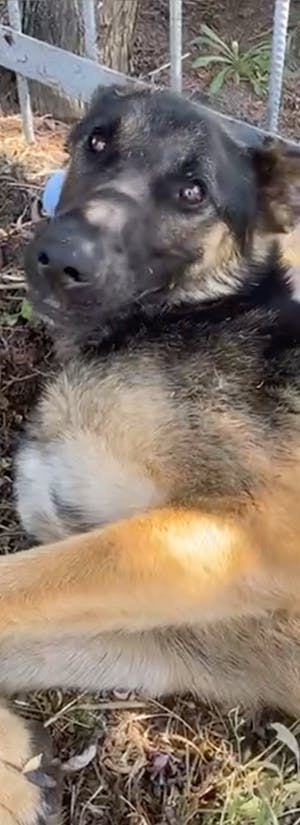 Help Save Sick German Shepherd 