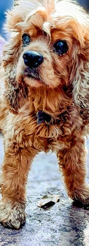 Help Over 150 Dogs and Cats Rescued from Horrid Conditions
