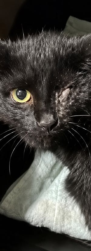 Help Over 150 Dogs and Cats Rescued from Horrid Conditions