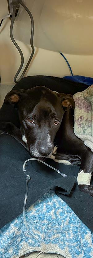 Help Save Sweetheart