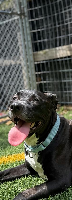 Help Save Sweetheart