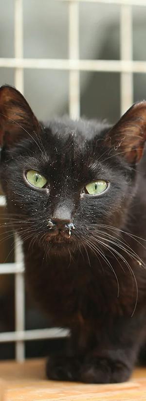 Provide Essentials for Overlooked Shelter Cats