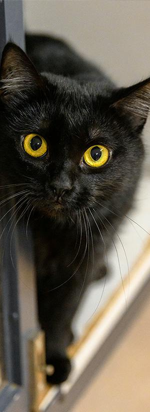Provide Essentials for Overlooked Shelter Cats